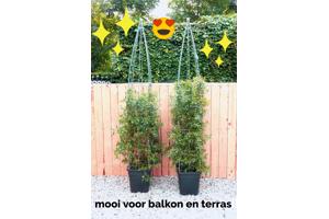 PLANT SUPPORT KOOPJES UIT LIMBURG NOORD