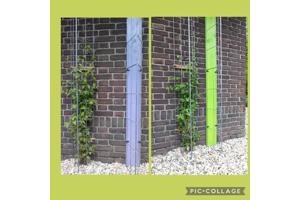 Plantenrekken voor planten te steunen tijdens de groei