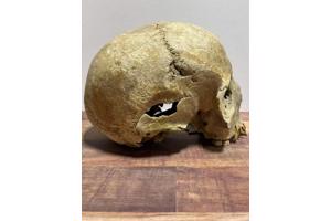 Replica schedel mens