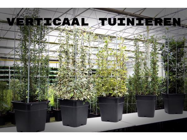 AARDBEIEN TOREN KLIMPLANTENREK etagère