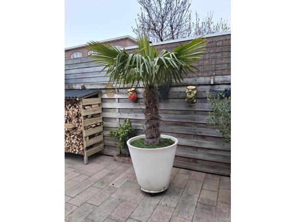 Bloempot met palm