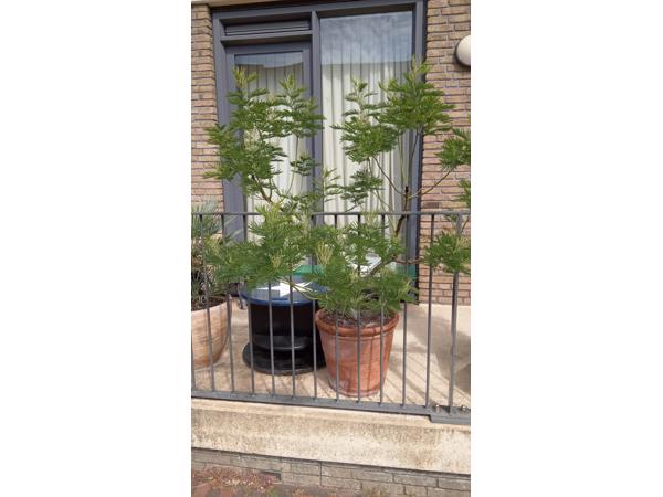 Mimosa/Acacia Gaulloise