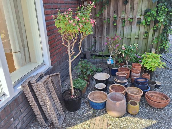 planten, potten plantenrekjes en stoelen