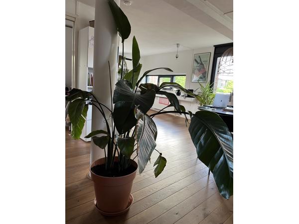 Grote strelitzia nicolai plant