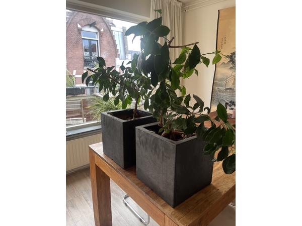 Twee planten met vierkante zwarte pot