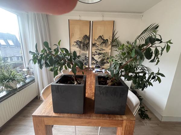 Twee planten met vierkante zwarte pot
