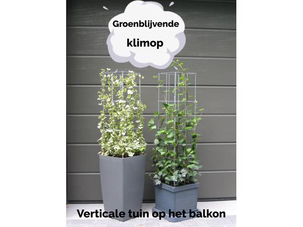 KLIMPLANTREK plantenrek plantrek plantrekken plantenrekken