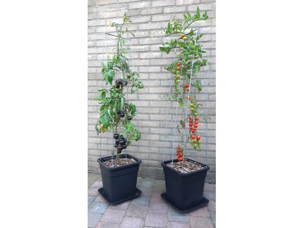 KLIMPLANTREK plantenrek plantrek plantrekken plantenrekken