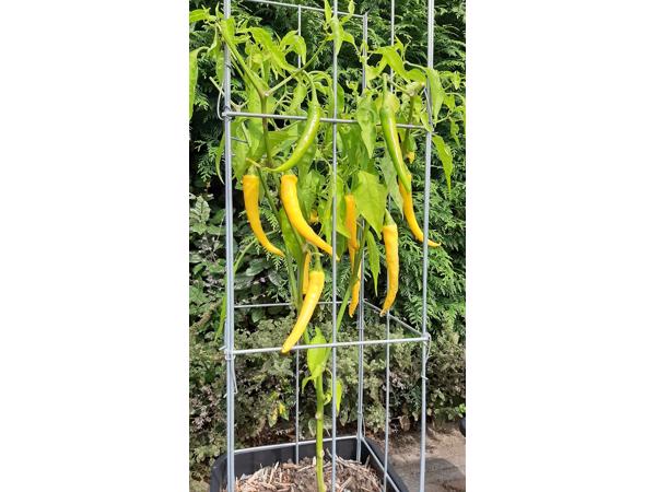 KLIMPLANTREK plantenrek plantrek plantrekken plantenrekken