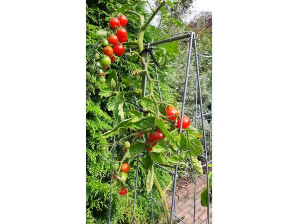 KLIMPLANTREK plantenrek plantrek plantrekken plantenrekken