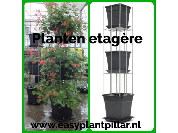 KLIMPLANTREK plantenrek plantrek plantrekken plantenrekken