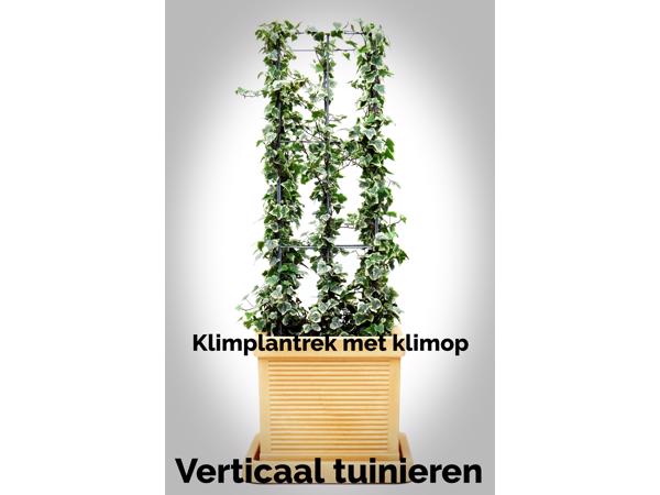 KLIMPLANTREK plantenrek plantrek plantrekken plantenrekken