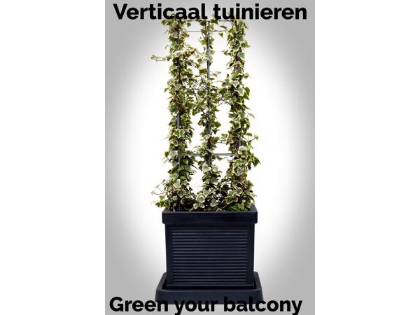 KLIMPLANTREK plantenrek plantrek plantrekken plantenrekken