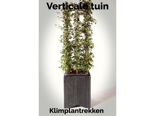 KLIMPLANTREK plantenrek plantrek plantrekken plantenrekken