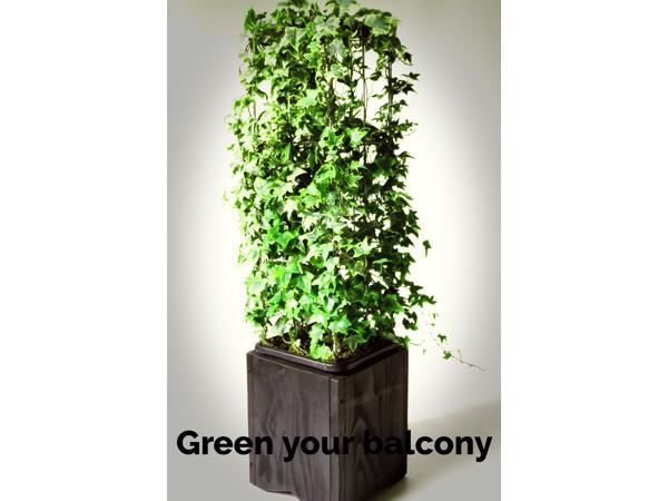 KLIMPLANTREK plantenrek plantrek plantrekken plantenrekken