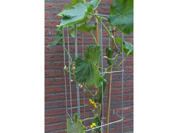 KLIMPLANTREK plantenrek plantrek plantrekken plantenrekken