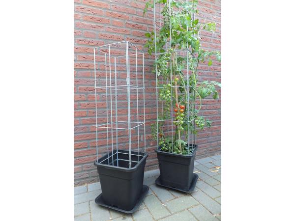 KLIMPLANTREK plantenrek plantrek plantrekken plantenrekken