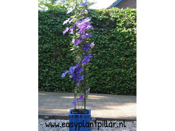 KLIMPLANTREK plantenrek plantrek plantrekken plantenrekken