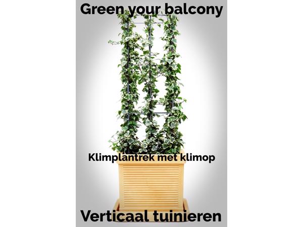 KLIMPLANTREK plantenrek plantrek plantrekken plantenrekken