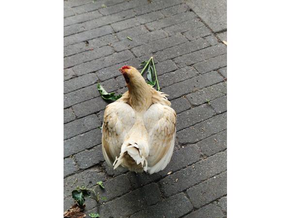 2 kippen af te halen