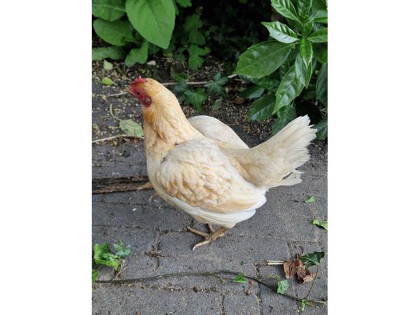 2 kippen af te halen