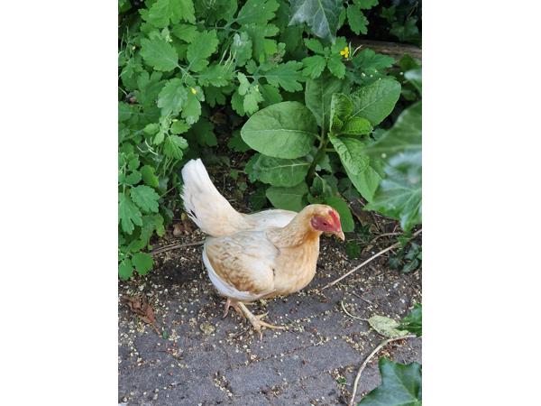 2 kippen af te halen