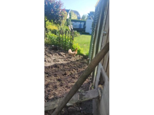 2 kippen af te halen