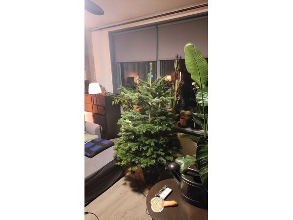 Nordmann kerstboom in pot 1.7m