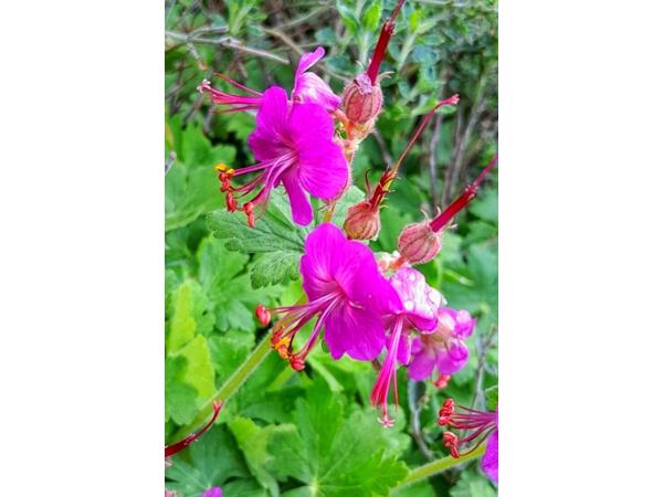 Franse geranium rotsooievaarsbek te koop