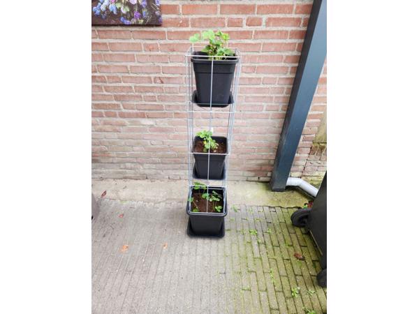 AARDBEIEN TOREN of met framboos bessen en ander kleinfruit