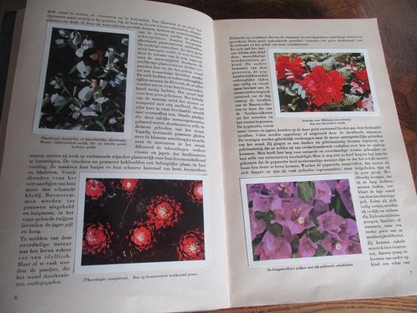 Faunaflor - Congo II