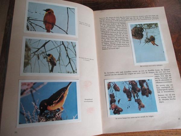 Faunaflor - Congo II