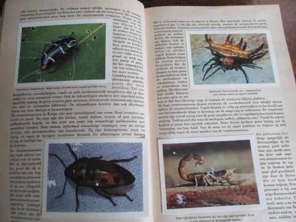 Faunaflor - Congo II