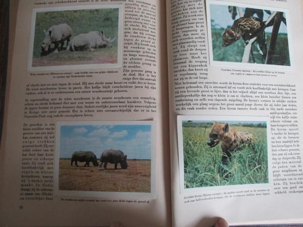 Faunaflor - Congo II