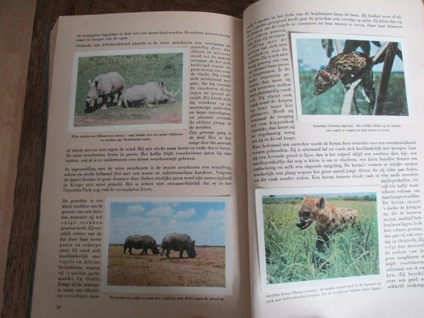 Faunaflor - Congo II