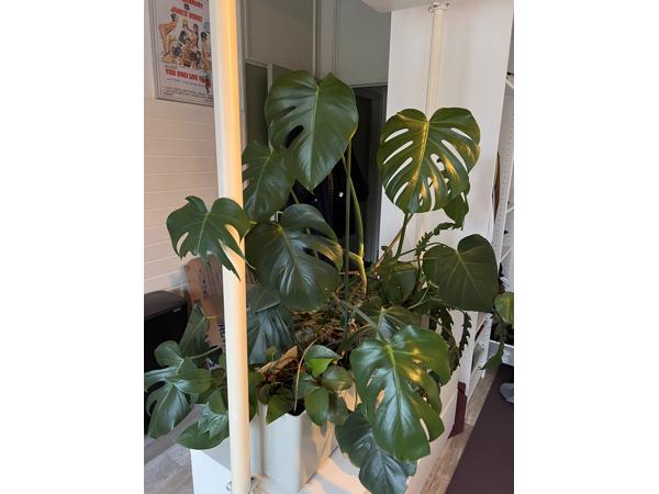 Meerdere planten van verschillende formaten