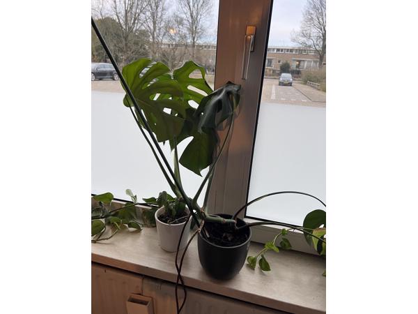 Meerdere planten van verschillende formaten