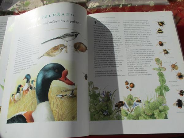 M. Bastin en Fr. Buissink  -  Vier Seizoenen