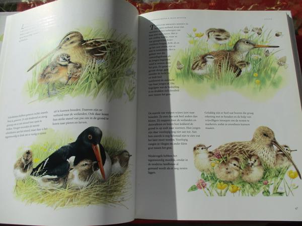 M. Bastin en Fr. Buissink  -  Vier Seizoenen