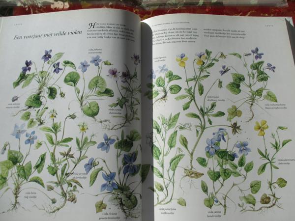 M. Bastin en Fr. Buissink  -  Vier Seizoenen