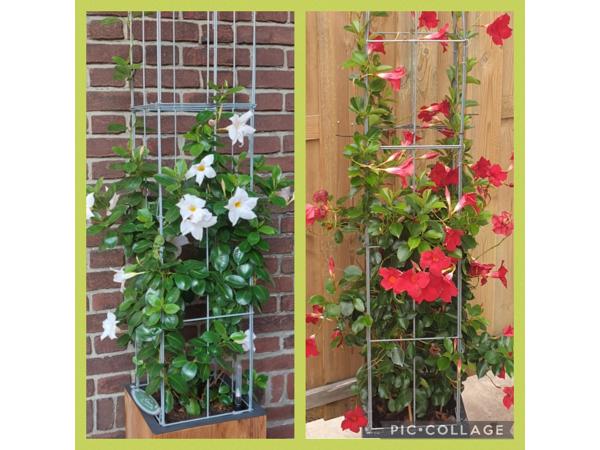 PLANTENSTEUN rozen roos tuinrozen klimrozen clematis hedera