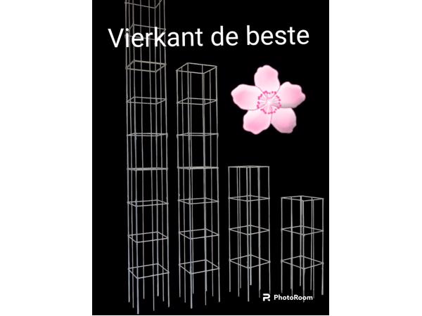 PLANTENSTEUN rozen roos tuinrozen klimrozen clematis hedera