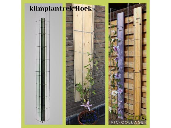 PLANTENSTEUN rozen roos tuinrozen klimrozen clematis hedera