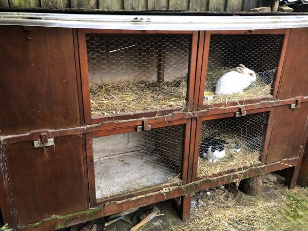 Houten konijnenhotel / konijnenhok