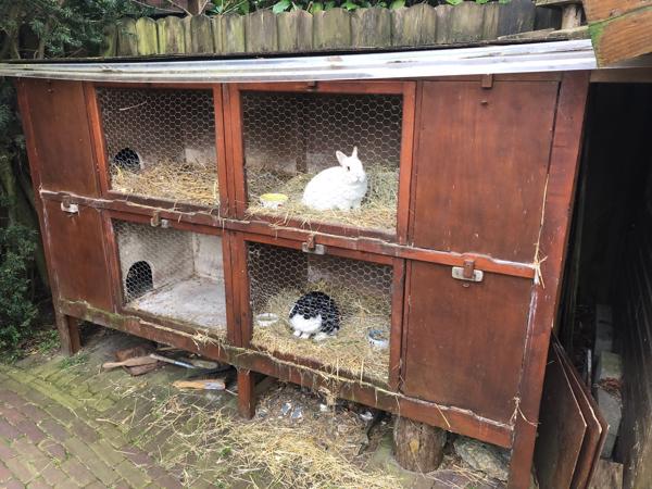 Houten konijnenhotel / konijnenhok