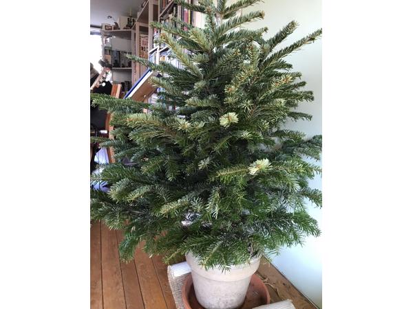 Gratis Nordmann kerstboom 150 cm hoog
