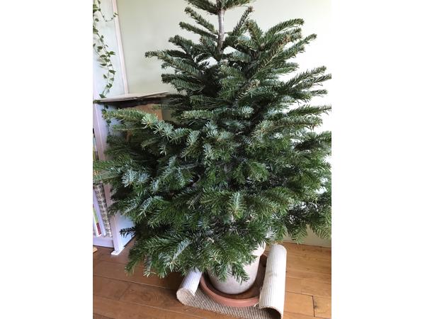 Gratis Nordmann kerstboom 150 cm hoog