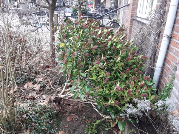 Skimmia japonica struik 1m