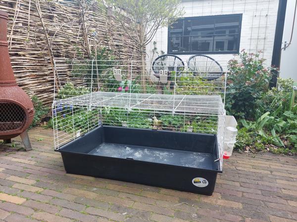 Cavia of konijnenkooi