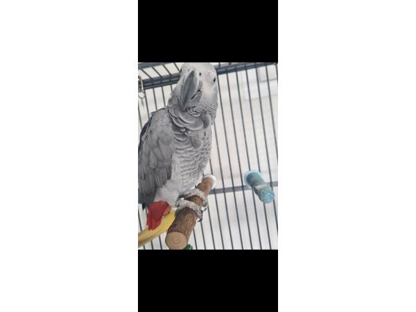 Grijze roodstaart papegaai